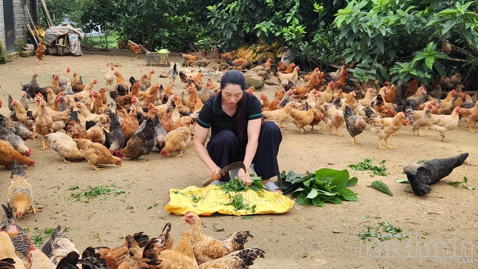 Quảng Ninh tạo thêm động lực phát triển từ vùng cao, biên giới Quảng Ninh tạo thêm động lực phát triển từ vùng cao, biên giới