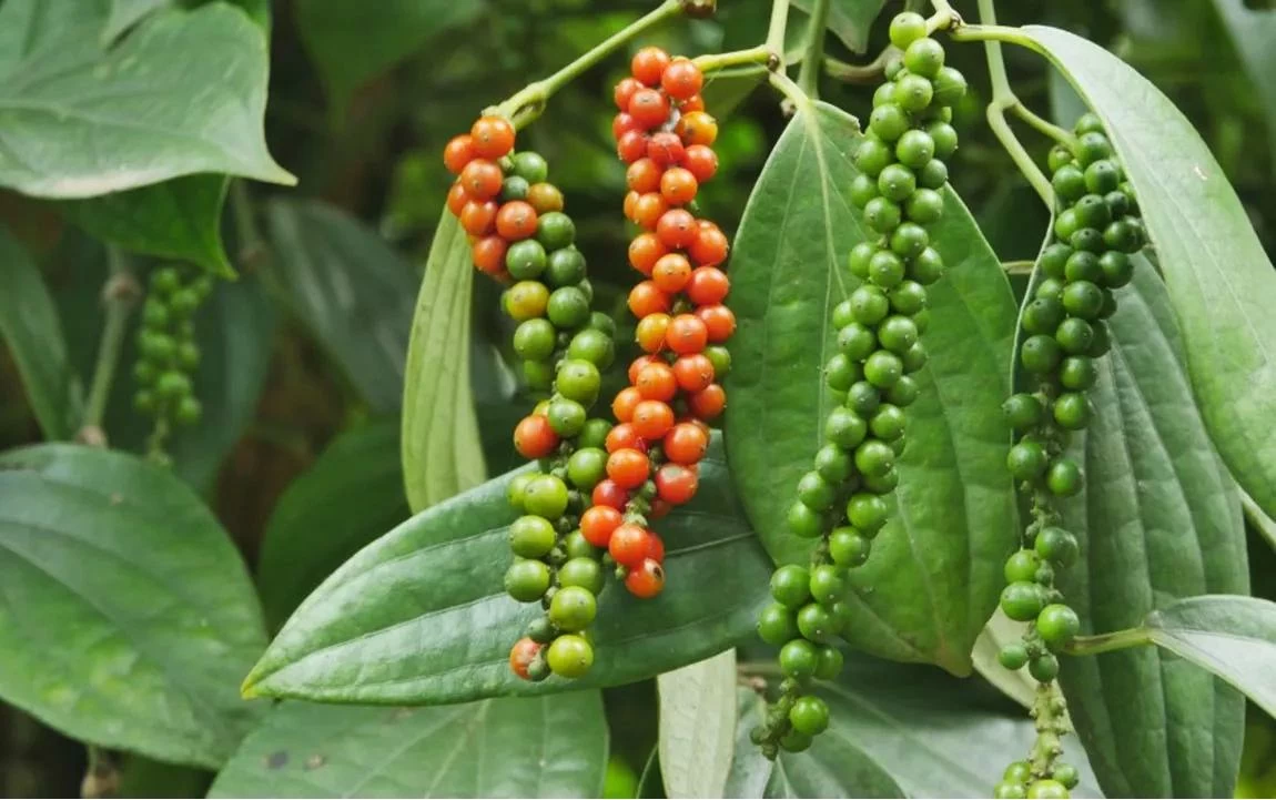 Ngày 2/9: Giá cà phê thế giới biến động trái chiều, hồ tiêu ổn định giatieu_1788248556.jpg