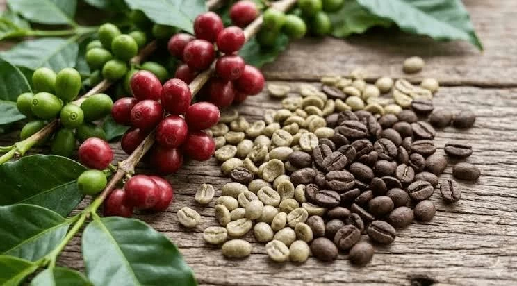 Ngày 3/9: Giá cà phê đồng loạt giảm, hồ tiêu tiếp tục đi ngang