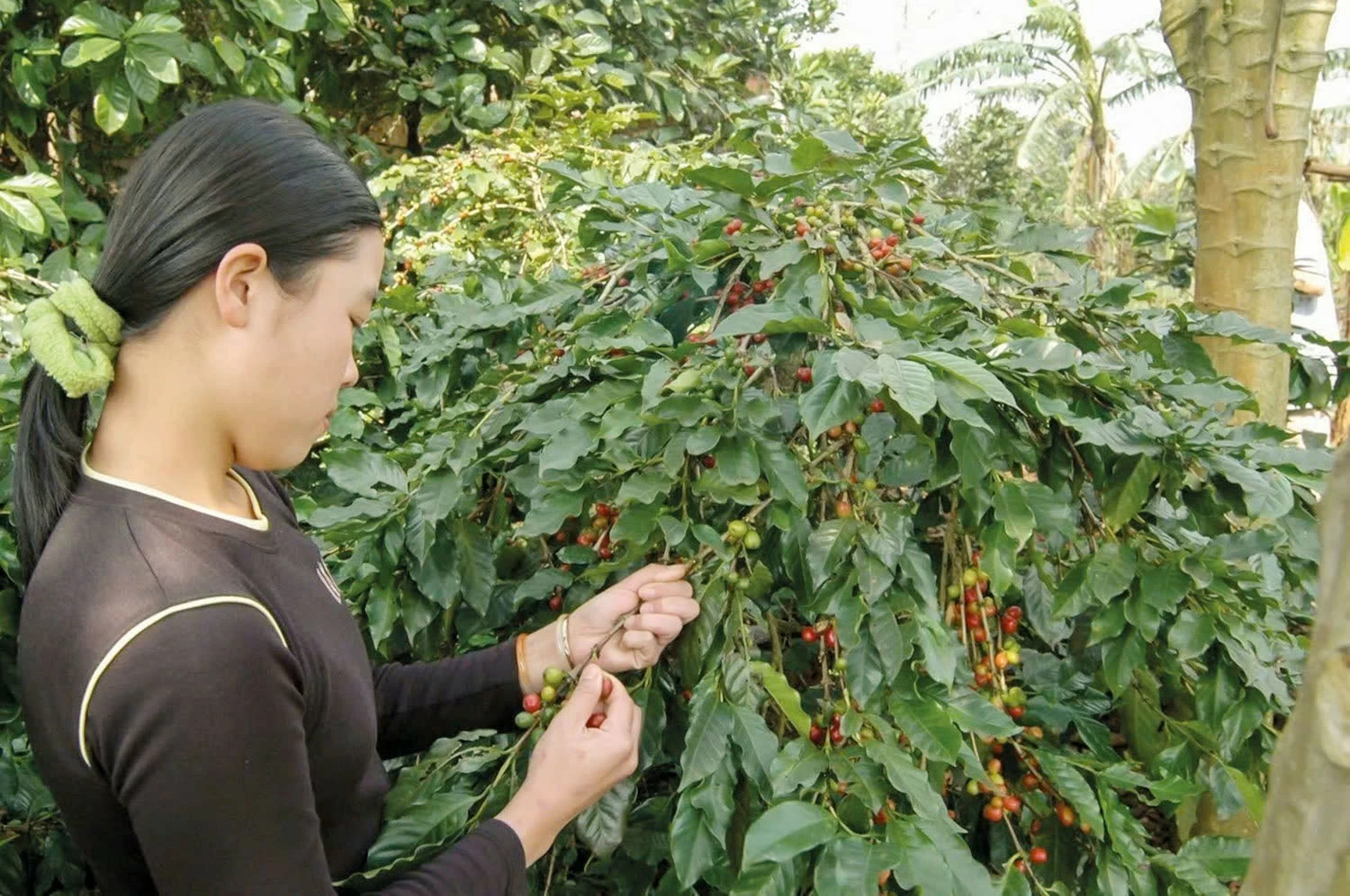 Cơ hội bứt tốc của cà phê Việt trong những tháng cuối năm