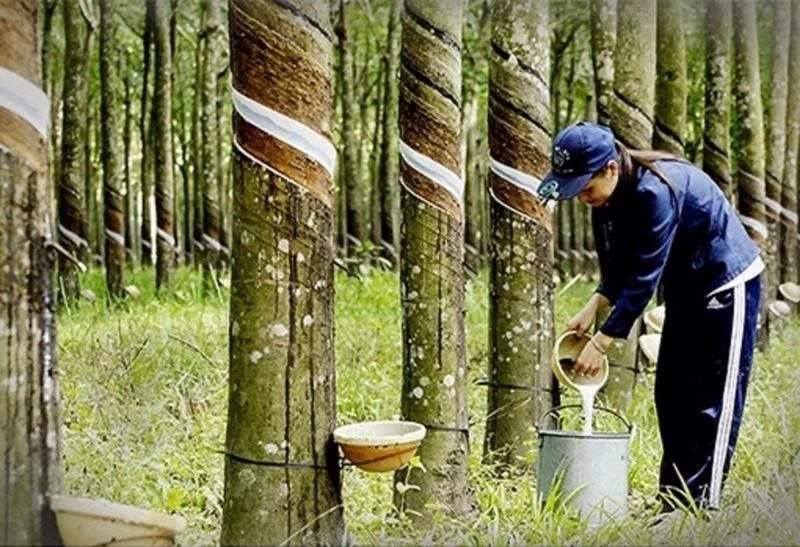 Dự báo giá cao su tăng trước áp lực nguồn cung giảm Dự báo giá cao su tăng trước áp lực nguồn cung giảm