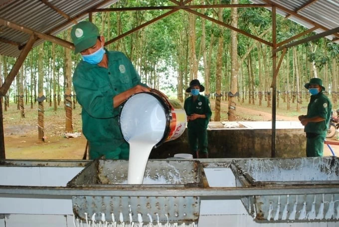 Ngày 13/9: Giá cao su thế giới tiếp tục chịu áp lực điều chỉnh Ngày 13/9: Giá cao su thế giới tiếp tục chịu áp lực điều chỉnh