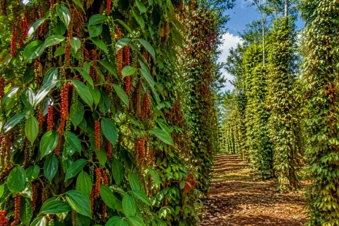Ngày 14/9: Giá cà phê và hồ tiêu tuần qua đồng loạt tăng giatieu_1789286017.png