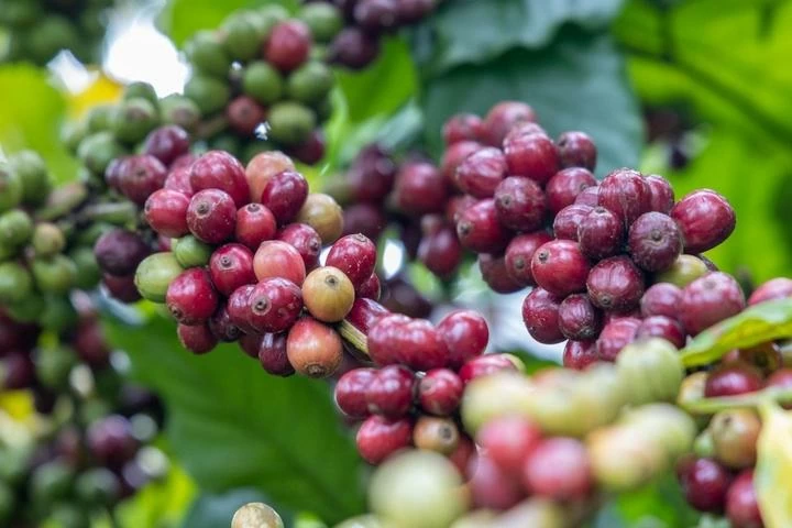Ngày 16/9: Giá cà phê bật tăng trở lại, hồ tiêu neo ở mức cao