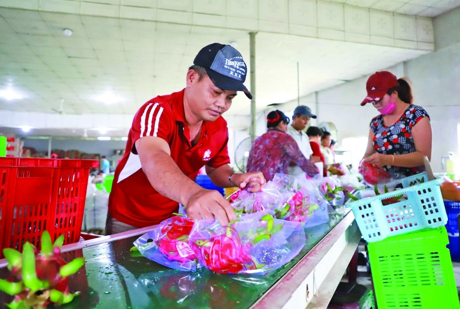 SPS siết chuẩn, doanh nghiệp xuất khẩu phải đi trước một bước SPS siết chuẩn, doanh nghiệp xuất khẩu phải đi trước một bước