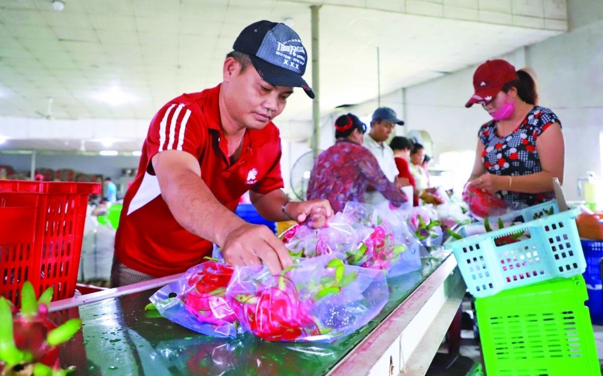 SPS siết chặt tiêu chuẩn, doanh nghiệp xuất khẩu cần chủ động thích ứng