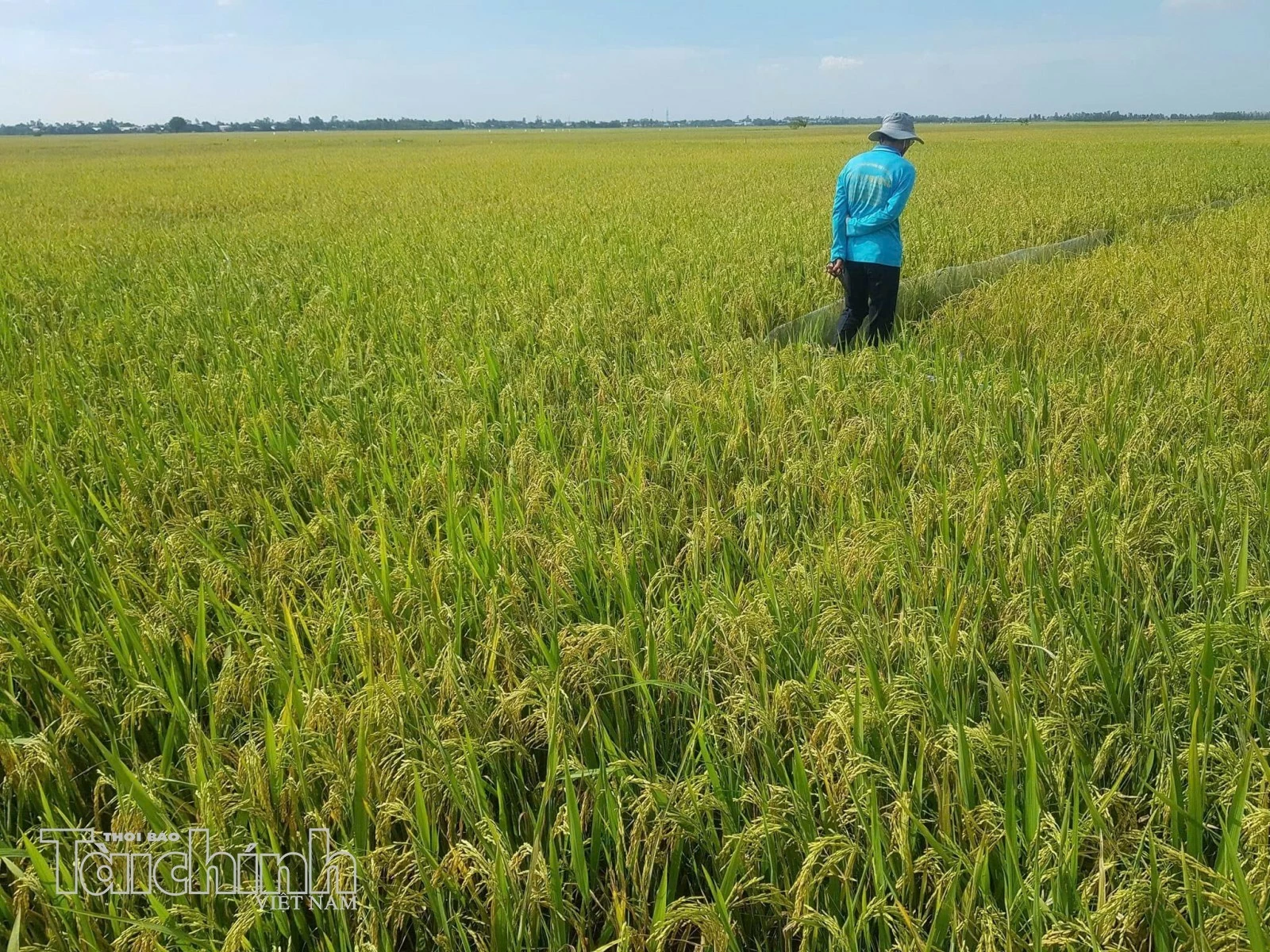 Xuất khẩu gạo Việt muốn đi xa phải nâng giá trị Xuất khẩu gạo Việt muốn đi xa phải nâng giá trị