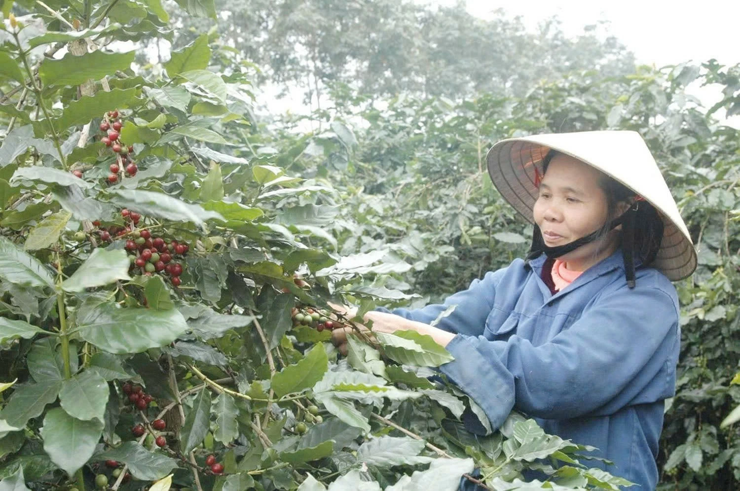 Tăng chế biến sâu, nâng giá trị cà phê Việt Tăng chế biến sâu, nâng giá trị cà phê Việt