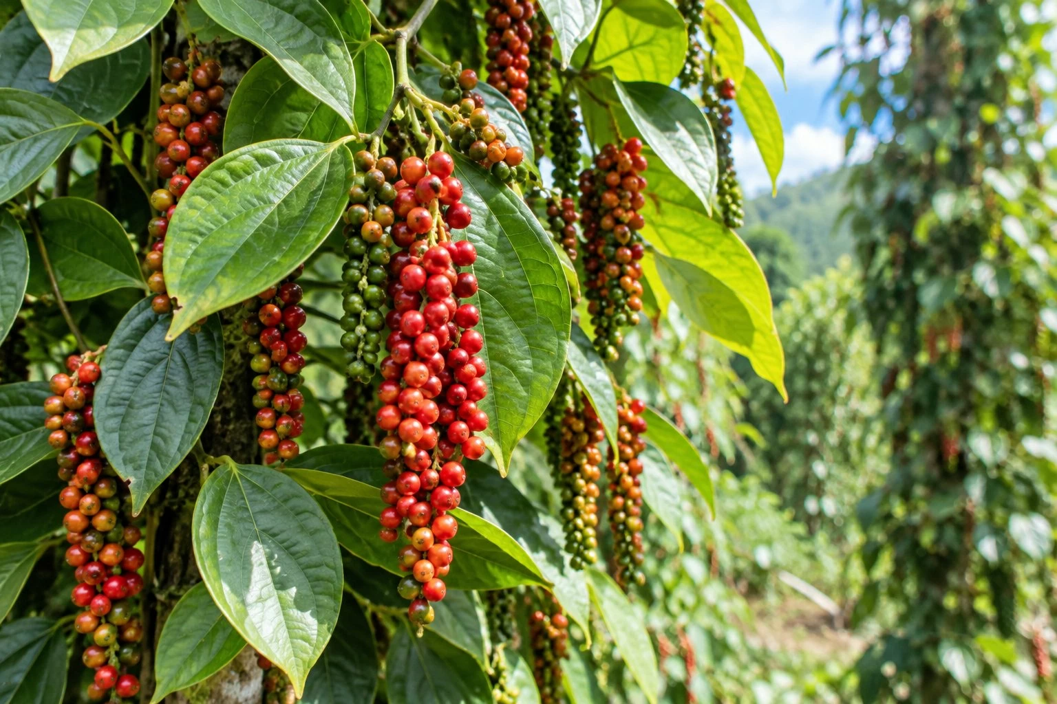 Ngày 8/10: Giá cà phê tăng trở lại, hồ tiêu giảm mạnh Ngày 8/10: Giá cà phê tăng trở lại, hồ tiêu giảm mạnh
