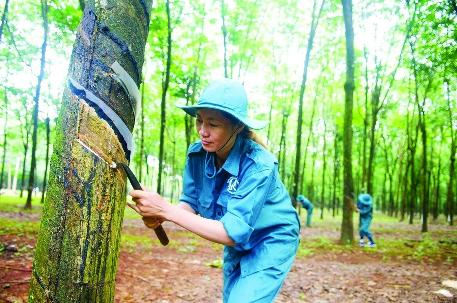 Cao su Việt đang có lợi thế về giá Cao su Việt đang có lợi thế về giá
