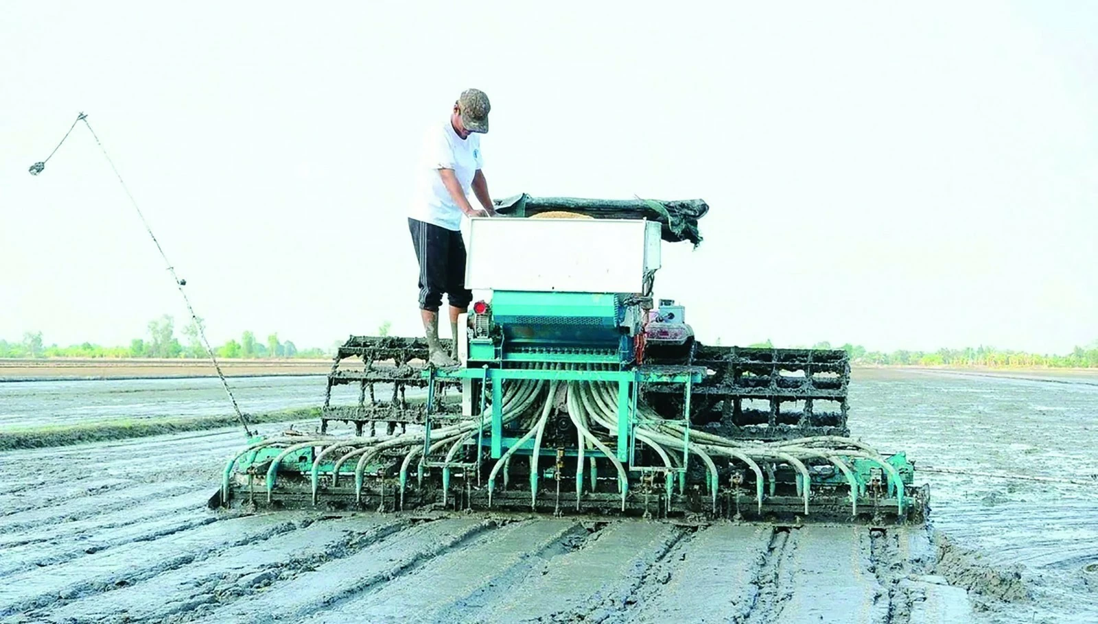 Định vị thương hiệu “Gạo Việt xanh, phát thải thấp” Định vị thương hiệu “Gạo Việt xanh, phát thải thấp”