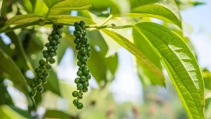 Ngày 23/10: Giá cà phê tiếp đà giảm, hồ tiêu đi ngang giatieu_1792658703.webp