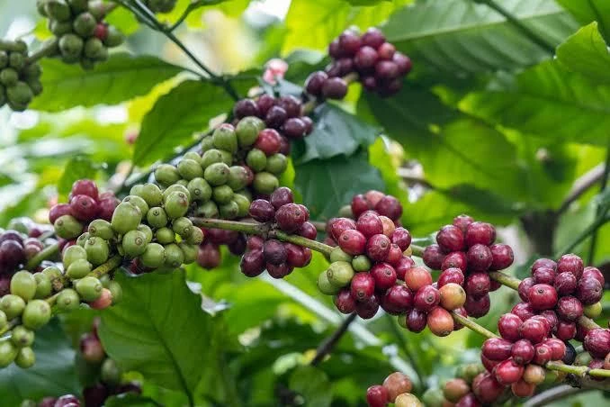 Ngày 24/10: Giá hồ tiêu tăng phi mã, cà phê giảm mạnh giacaphe_1792746760.jpg