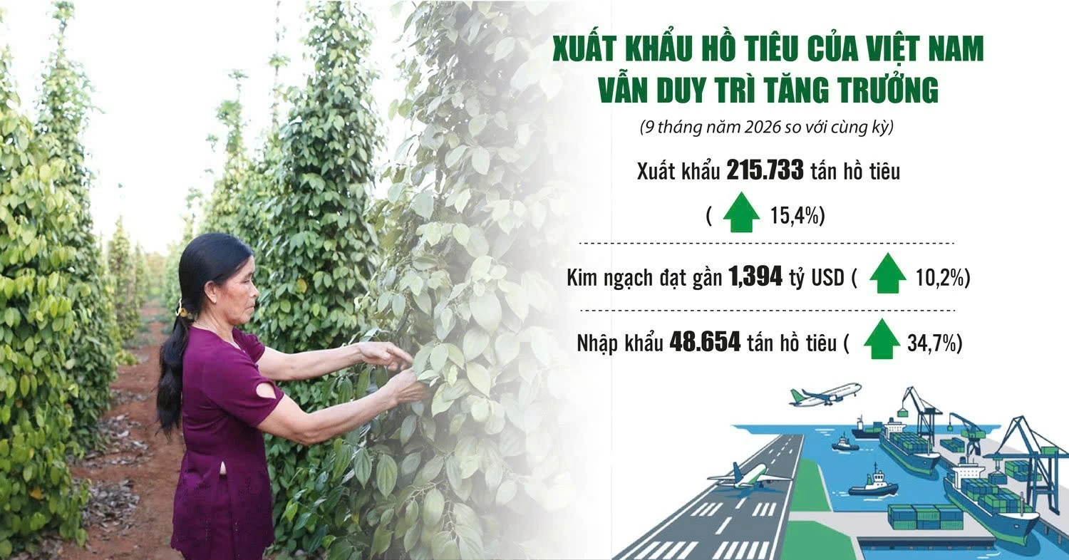 Nâng chất lượng hồ tiêu xuất khẩu trước sức ép cạnh tranh Nâng chất lượng hồ tiêu xuất khẩu trước sức ép cạnh tranh