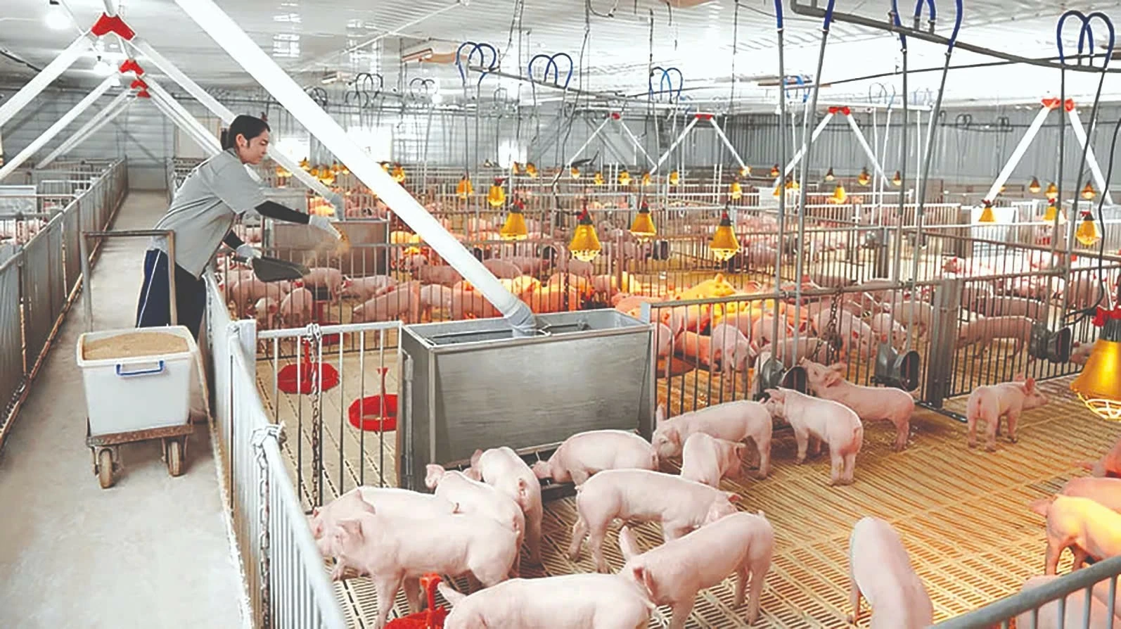 Khoa học công nghệ tạo sức bật cho nông nghiệp