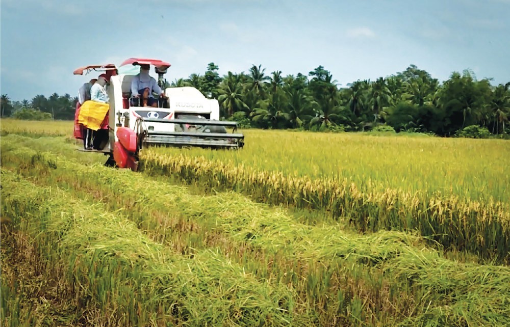 Xuất khẩu gạo năm 2022: Kỳ vọng được mùa, được giá