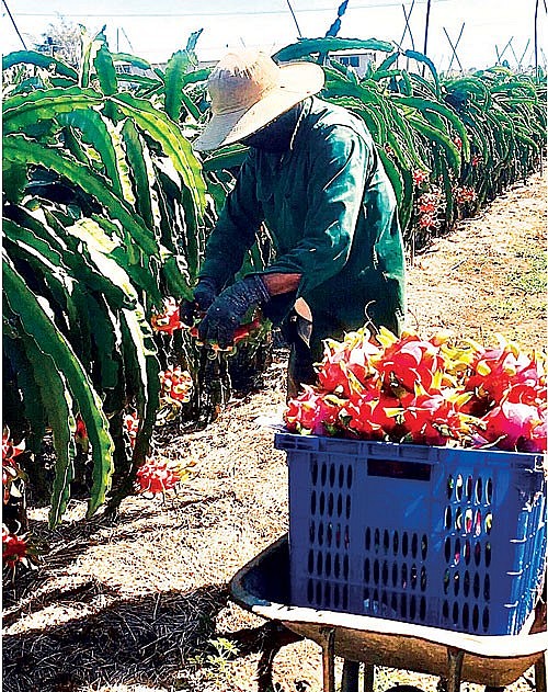 Trung Quốc không còn là thị trường “dễ tính” đối với nông sản Việt