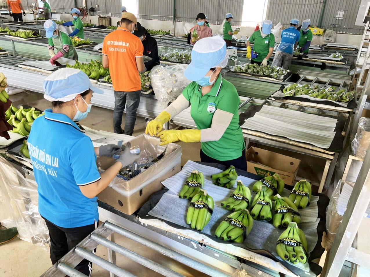 Gia Lai: Tín hiệu lạc quan trong xuất khẩu nông sản đầu năm