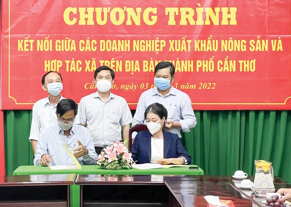 Cần Thơ: “Chắp cánh” cho doanh nghiệp xuất khẩu trái cây