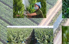 Xuất khẩu nông sản doanh số cao nhưng doanh nghiệp không vui
