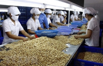 Nhiều doanh nghiệp xuất khẩu điều có nguy cơ mất hàng trăm triệu USD: Thủ tướng chỉ đạo khẩn trương tháo gỡ