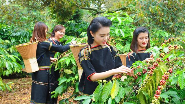 Ngày 13/3:  Cà phê và tiêu “lặng sóng” trong phiên đầu tuần, cao su giảm nhẹ