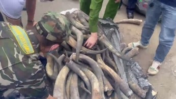 Video: Hiện trường vụ bắt giữ gần 1,6 tấn ngà voi tại Hải Phòng
