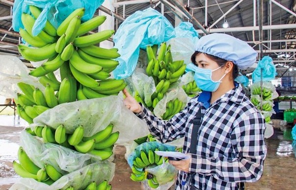 Vietnam’s dragon fruit, banana, durian export targets 2 billion USD in 2023