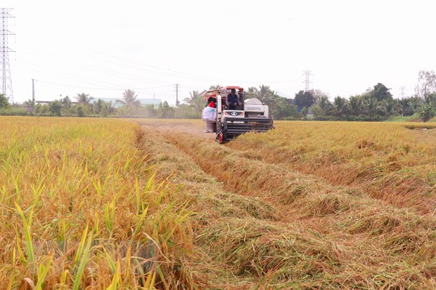 Trong tuần qua, giá một số loại lúa tại đồng bằng sông Cửu Long giảm