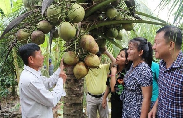 Vietnam targets coconut product exports of 1 billion USD