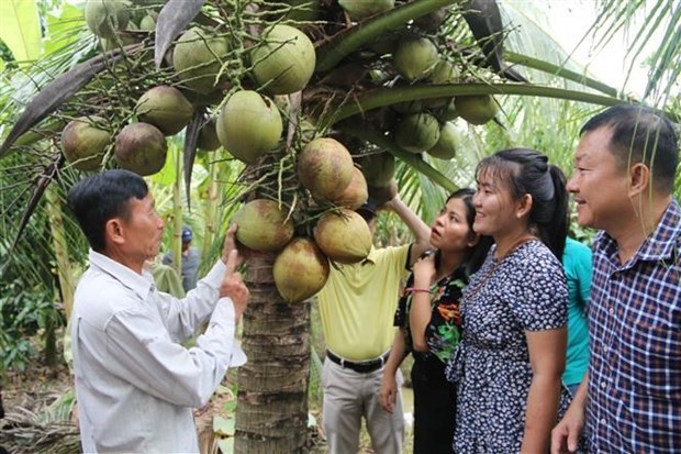 Vietnam targets coconut product exports of 1 billion USD hinh anh 1