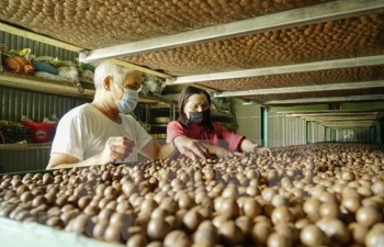 Project aims for sustainable growth of macadamia industry