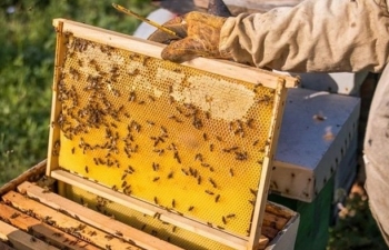 US cuts down anti-dumping duties on Vietnam’s honey by almost sevenfold