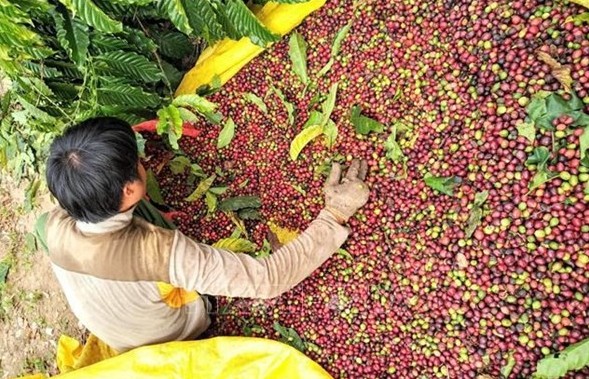 Much room for Vietnam’s coffee export to Japan