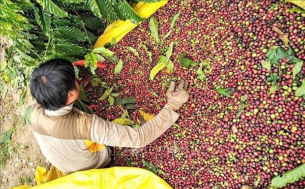 Much room for Vietnam’s coffee export to Japan