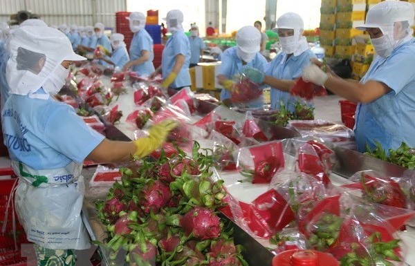 Vietnamese fruits successfully enter challenging markets: Malaysian news agency