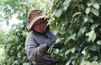 Pepper export revenue forecast to reach 1 bln USD this year