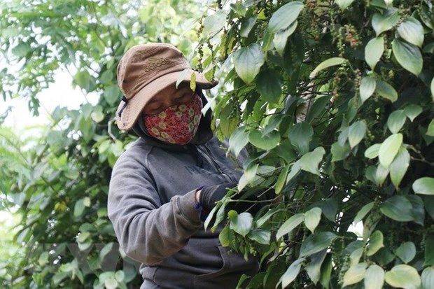 Pepper export revenue forecast to reach 1 bln USD this year hinh anh 1