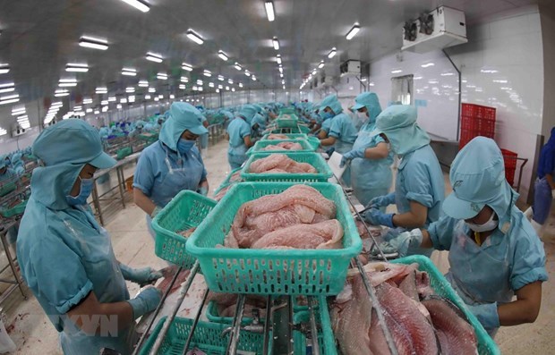 Vietnam moves to widely popularise tra, basa fish in Australia hinh anh 1