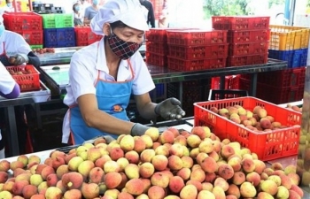 ASEAN market boasts opportunities for Vietnamese firms: official