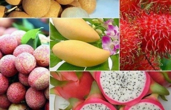 Fruit exports to bring home over 5 bln USD by 2025