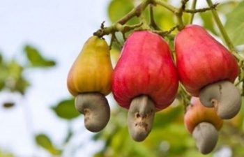 Cashew nut exports pick up in 2021 despite COVID-19 challenges