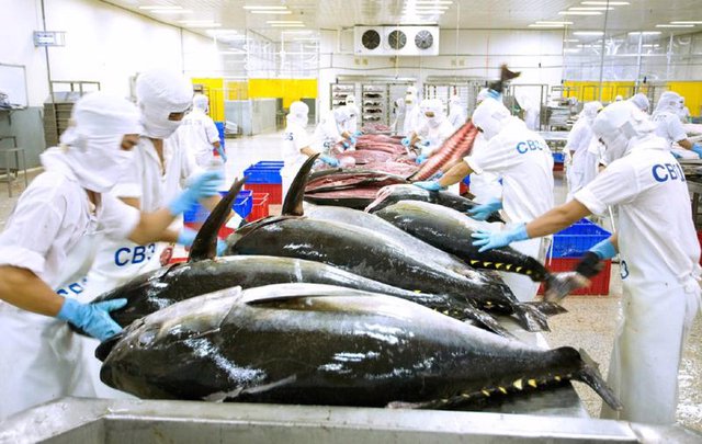 Tuna export turnover hits US$ 1 billion  - Ảnh 1.