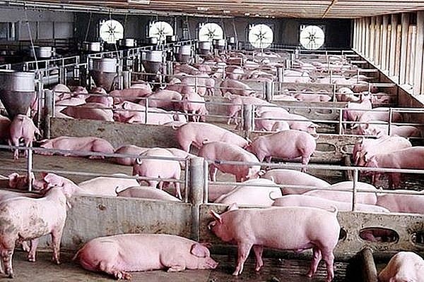 Giá lợn hơi miền Nam lại giảm nhẹ 1.000 đồng/kg