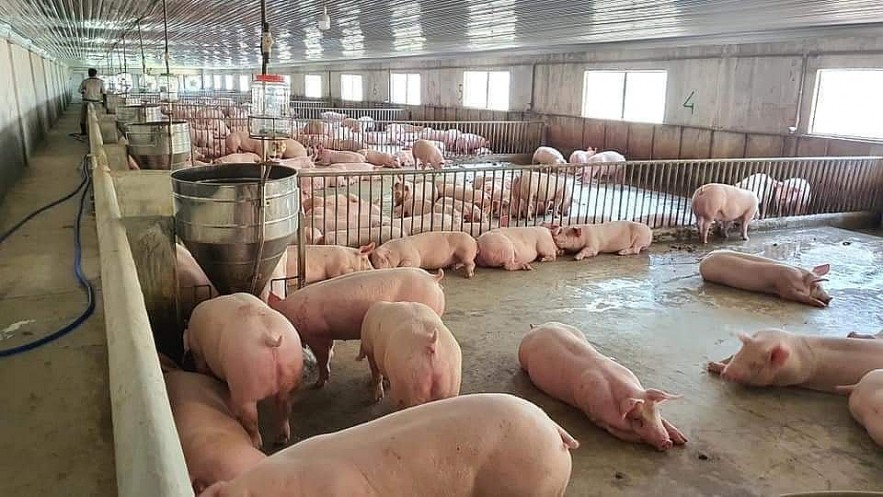 Giá lợn hơi ngày 10/1 thu mua tiếp tục tăng 1.000 đồng/kg