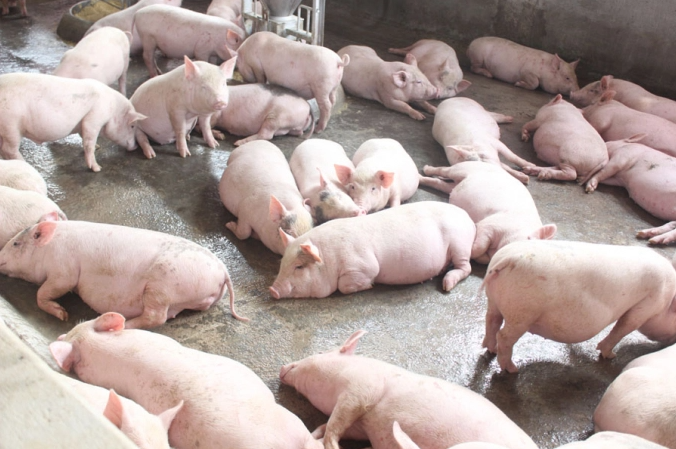 Giá lợn hơi ngày 12/1 dao động quanh ngưỡng 48.000 - 53.000 đồng/kg