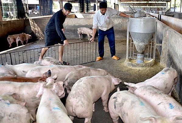 Giá lợn hơi ngày 15/1: Ba miền tăng mạnh thêm 3.000 đồng/kg