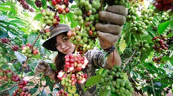 Trên thế giới, giá cà phê Arabica tiếp tục tăng mạnh