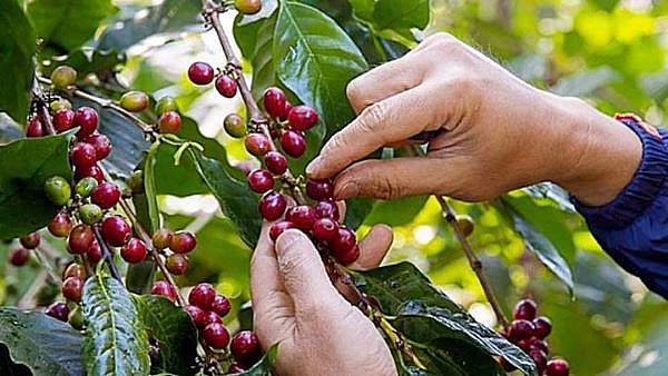 Dự báo xuất khẩu cà phê của Việt Nam năm 2022 sẽ tiếp tục khả quan