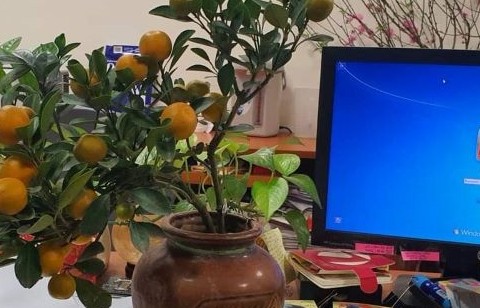 Thị trường cây cảnh tết: Quất bonsai nhỏ được nhiều người ưa chuộng
